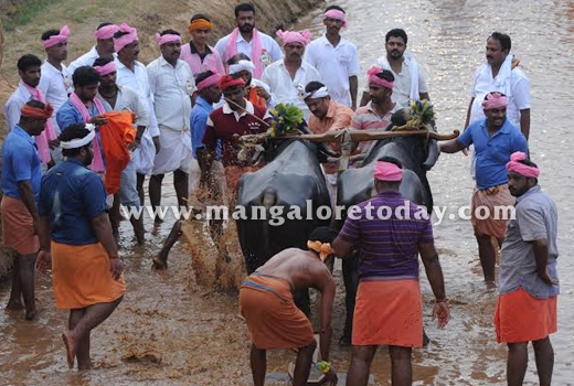 Arasu Kambala ..